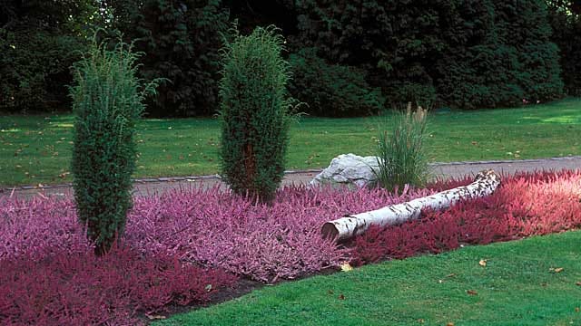 Der Raketenwacholder heißt auch Säulenwacholder.