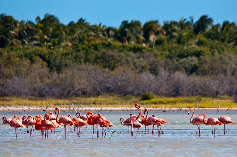 Paradies für Wasservögel: Unzählige Flamingos bevölkern den Nationalpark Jaragua.