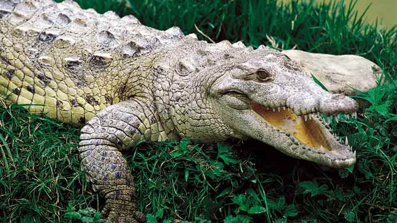 Ein Krokodil im Gras (Symbolbild): In Florida hat die Brunftzeit früher als gewöhnlich begonnen.