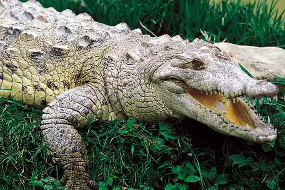 Ein Krokodil im Gras (Symbolbild): In Florida hat die Brunftzeit früher als gewöhnlich begonnen.