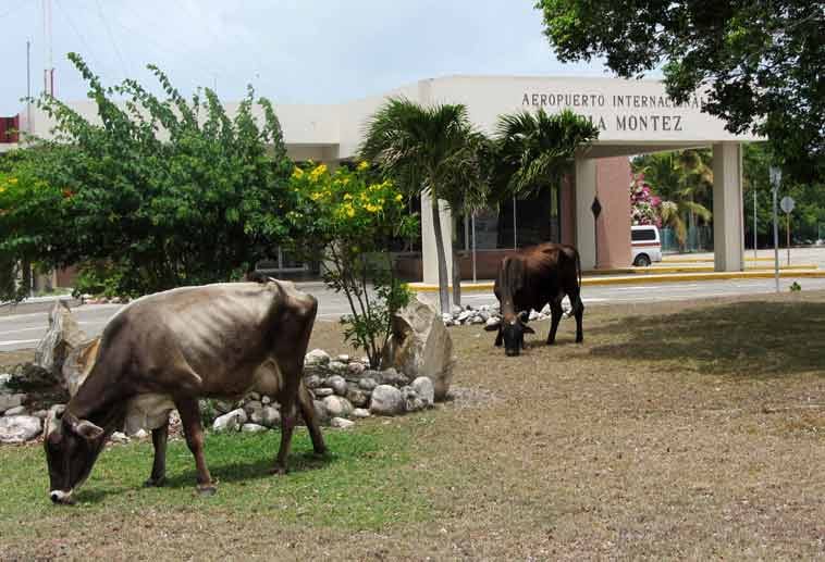 Vor dem Flughafen Maria Montez grasen Kühe. Der Airport wurde 1996 mit viel Pomp eröffnet.
