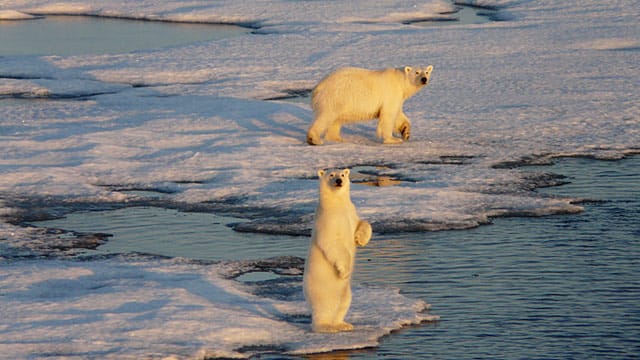 Eisbärenland: Von Bord lassen sich immer wieder die Tiere beobachten.