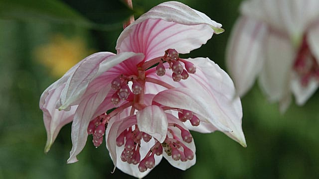 Die Medinilla hat wunderschöne, üppige Blüten.