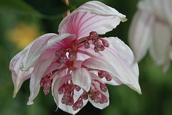 Die Medinilla hat wunderschöne, üppige Blüten.