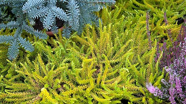 Empetrum nigrum stammt ursprünglich von der Nordseeinsel Sylt.