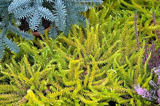 Empetrum nigrum stammt ursprünglich von der Nordseeinsel Sylt.