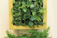 Eine grüne Wand pflanzen: So..