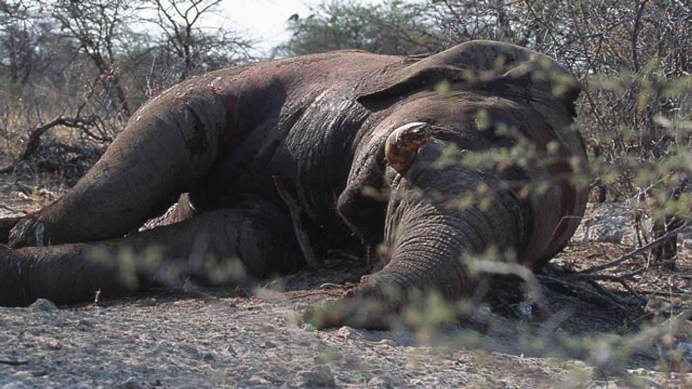 Ein Beamter des Thüringer Umweltministeriums hat im Dezember in Botsuana einen Elefanten geschossen
