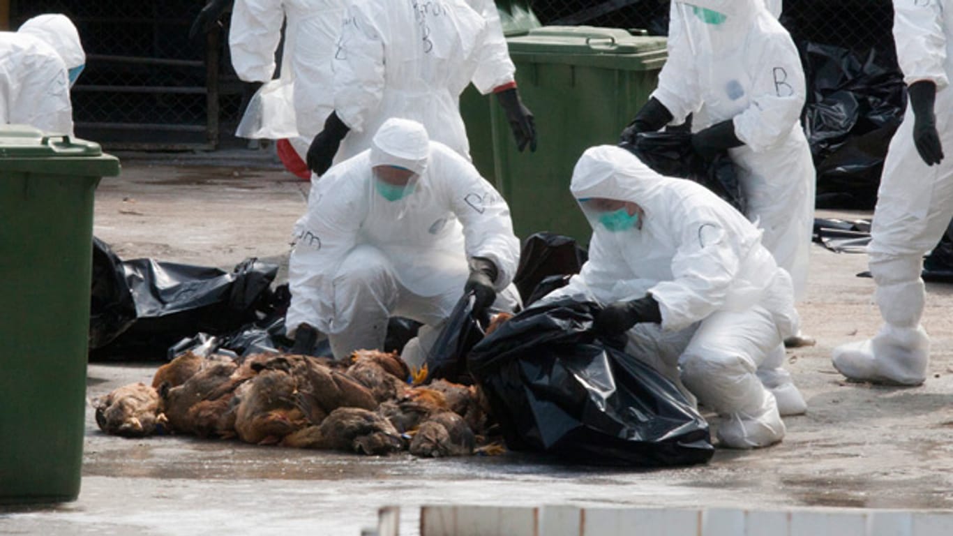 Vor allem in China wächst die Sorge vor einer Ausbreitung der Vogelgrippe