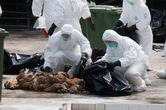 Vor allem in China wächst die Sorge vor einer Ausbreitung der Vogelgrippe