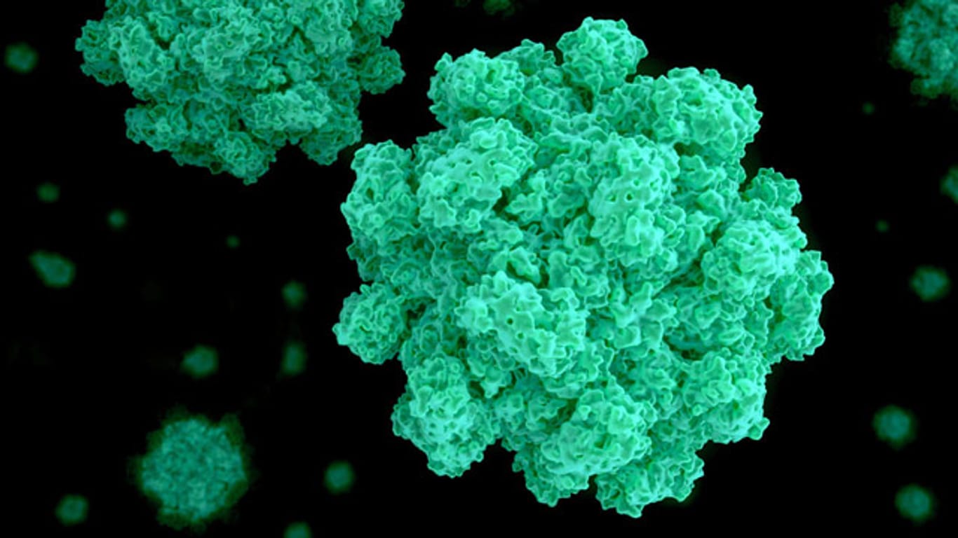 Ansteckende Noroviren: Bereits zehn bis 100 Viren reichen für eine Infektion aus.
