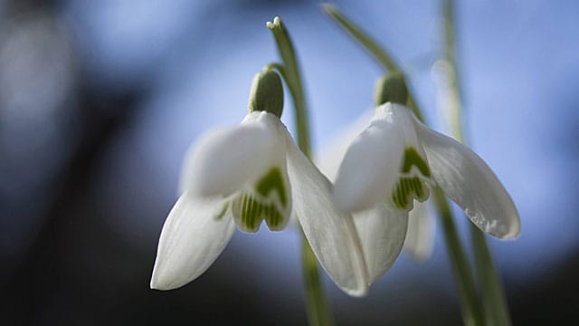 Das Schneeglöckchen zählt zu den ersten Frühblühern.