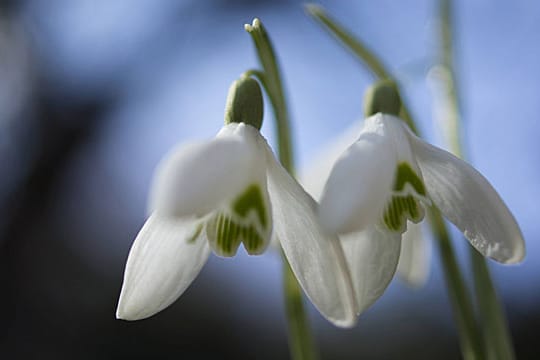 Das Schneeglöckchen zählt zu den ersten Frühblühern.