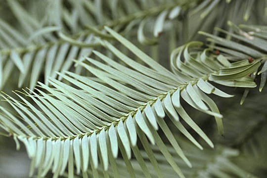 Die Wollemia nobilis gedeiht sowohl als Kübelpflanze als auch als frei wachsender Baum.