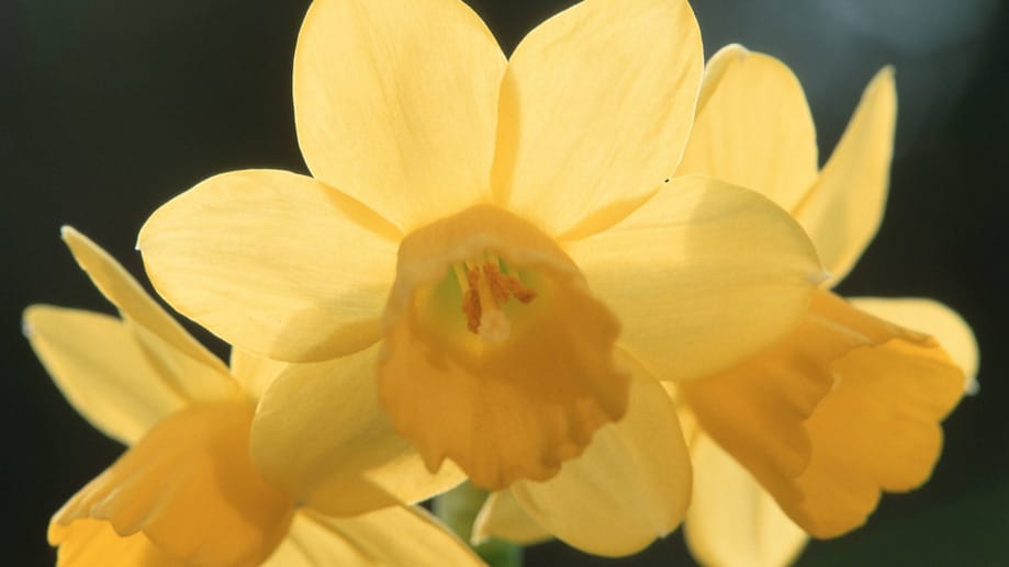 Die Narzisse Tête à tête ist anspruchslos und blüht jedes Jahr aufs Neue