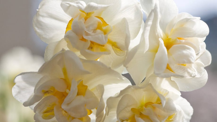Die Bridal Crown ist eine gefüllte Narzisse mit duftenden Blüten
