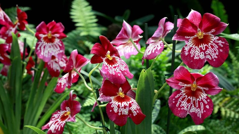 Diese wunderschönen magentafarbenen Blumen nennen sich Stiefmütterchen-Orchidee.