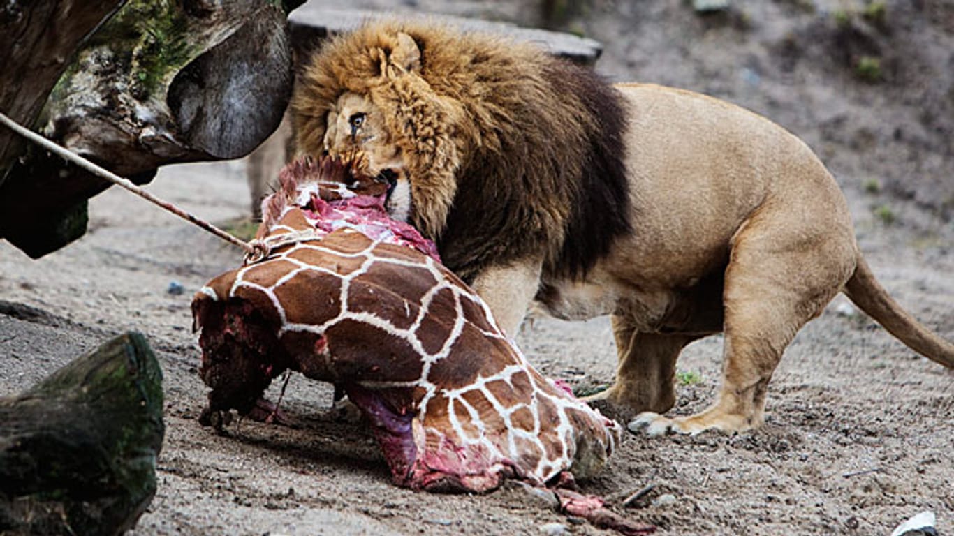 Die Löwen durften sich an der Zoo-Giraffe laben, deren Schlachtung viele Menschen empört