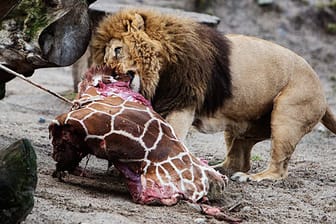 Die Löwen durften sich an der Zoo-Giraffe laben, deren Schlachtung viele Menschen empört