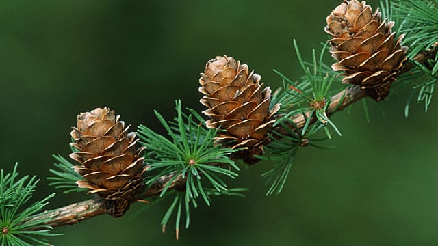 Die Äste der Lärche sind von Frühjahr bis Herbst von zarten Nadeln umhüllt.