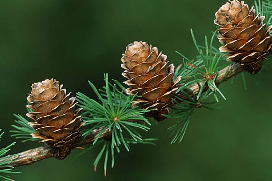 Die Äste der Lärche sind von Frühjahr bis Herbst von zarten Nadeln umhüllt.