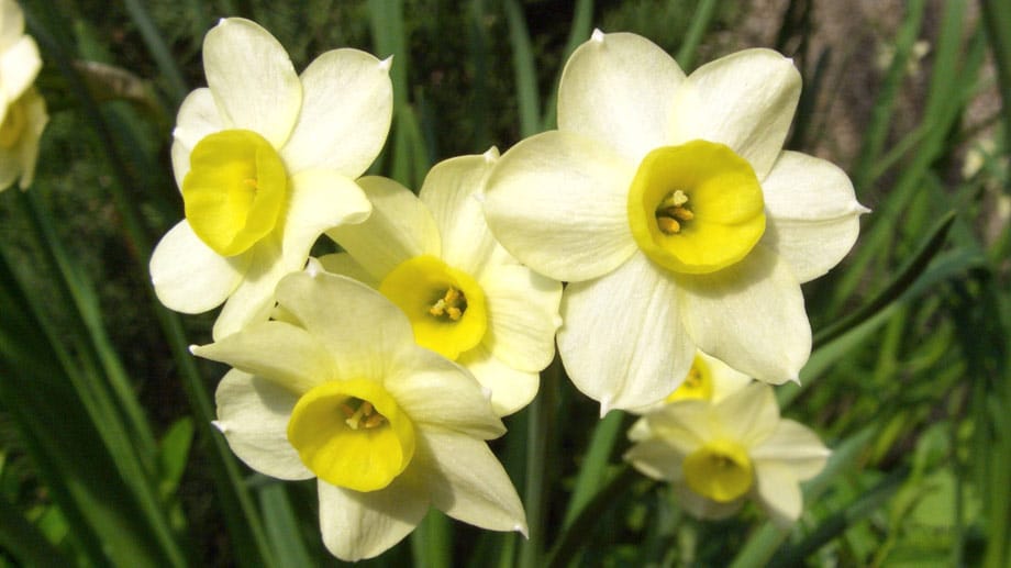 Die Narzisse Minnow erkennen Sie an ihren cremeweißen Blüten mit gelber Krone