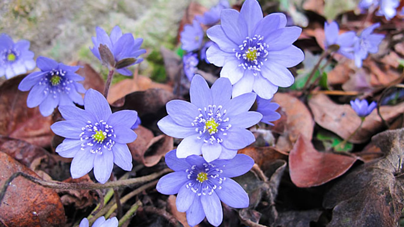 Das Leberblümchen zeigt seine Blüten im Frühling.