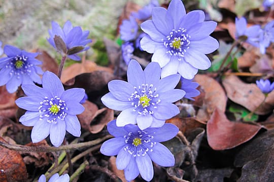 Das Leberblümchen zeigt seine Blüten im Frühling.