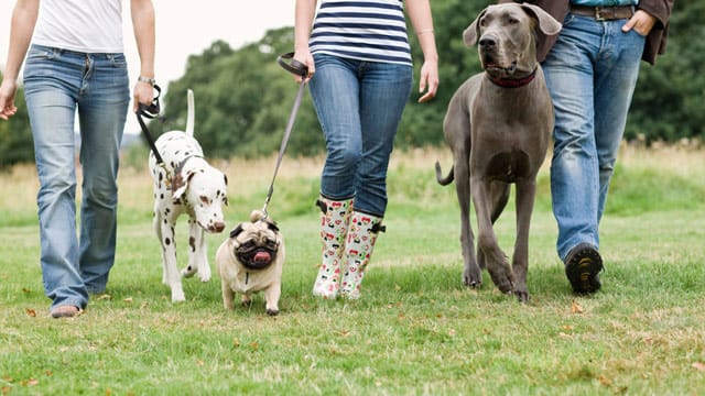 Herrchen und Frauchen mit Hunden: Einen Hundeführerschein kann jeder mit seinem Hund machen, unabhängig welcher Rasse der Hund angehört.