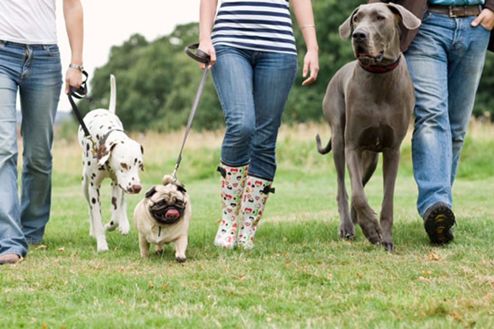 Herrchen und Frauchen mit Hunden: Einen Hundeführerschein kann jeder mit seinem Hund machen, unabhängig welcher Rasse der Hund angehört.