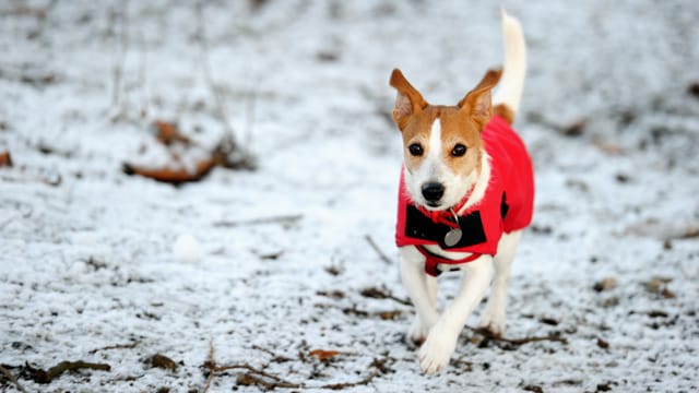 Für einige Hunde ist es besser, wenn sie eine regenundurchlässige oder gefütterte Jacke tragen.