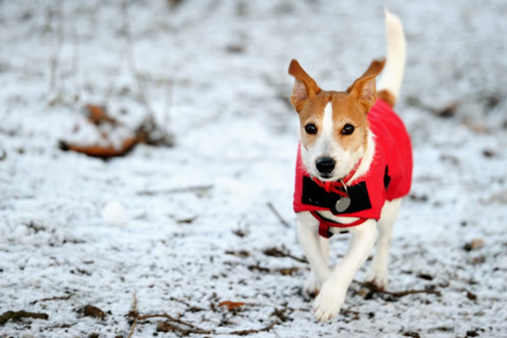 Für einige Hunde ist es besser, wenn sie eine regenundurchlässige oder gefütterte Jacke tragen.