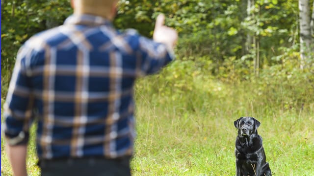 Bei der Erziehung eines Hundes ist am wichtigsten stets konsequent zu bleiben.