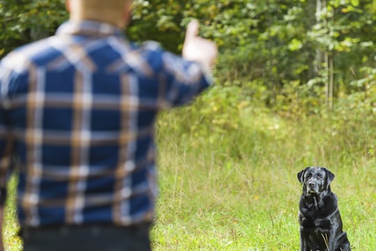 Bei der Erziehung eines Hundes ist am wichtigsten stets konsequent zu bleiben.