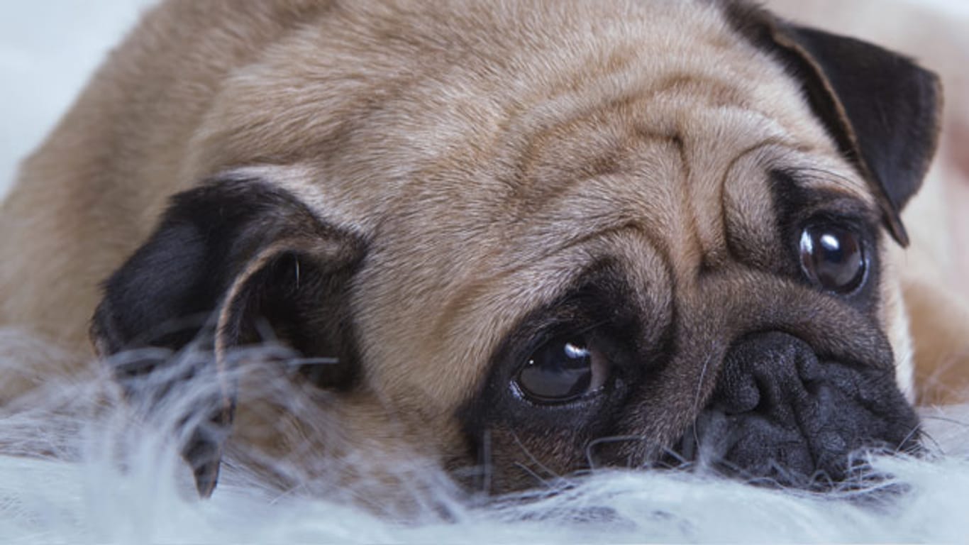 Diabetes kann auch Hunde treffen - übergewichtige Vierbeiner sind besonders gefährdet
