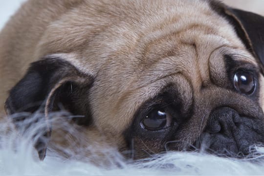 Diabetes kann auch Hunde treffen - übergewichtige Vierbeiner sind besonders gefährdet