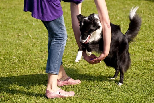 Beim Dog Dancing können sich Hund und Herrchen so richtig auspowern und ihre Freundschaft stärken.