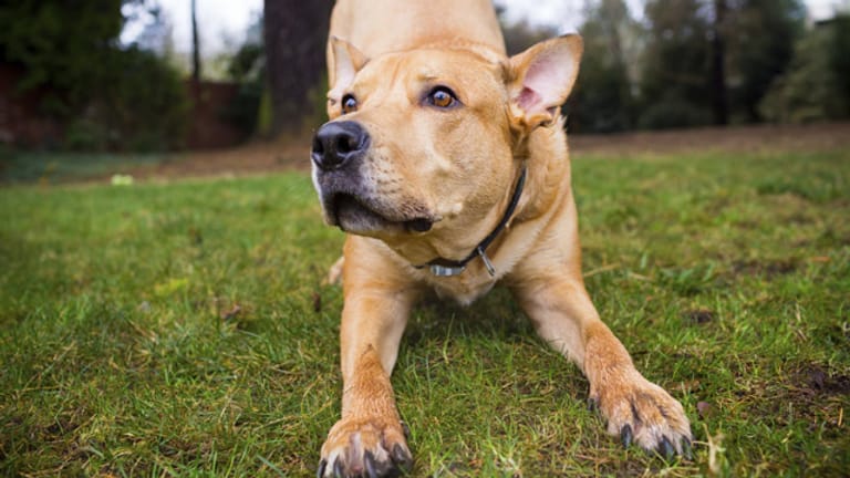 Ein Hundehalsband ist eine sehr umstrittene Erziehungsmethode, da es auch hundefreundlichere Alternativen gibt