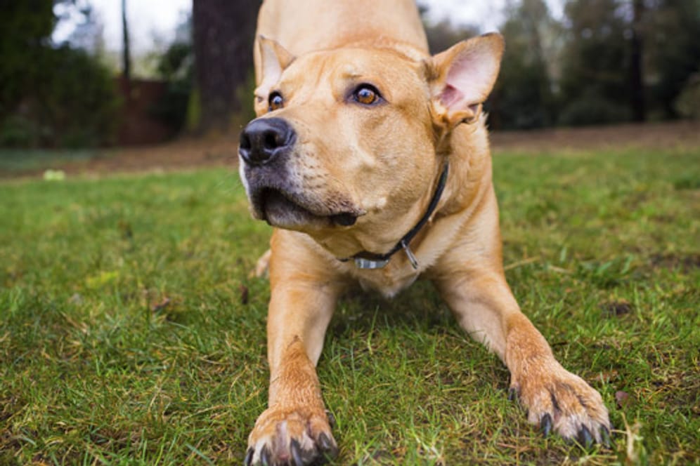 Ein Hundehalsband ist eine sehr umstrittene Erziehungsmethode, da es auch hundefreundlichere Alternativen gibt
