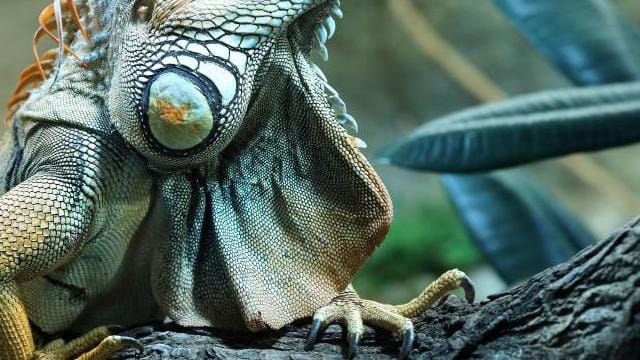 Majestätischer Anblick: Ein Grüner Leguan ist ein Blickfang.