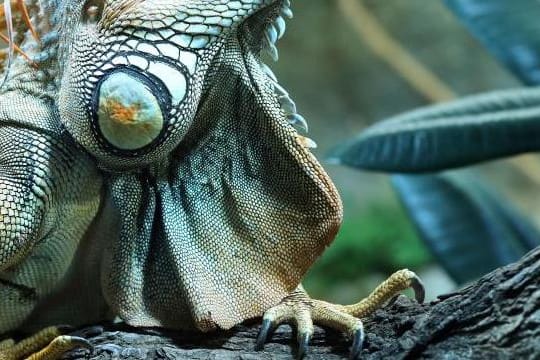 Majestätischer Anblick: Ein Grüner Leguan ist ein Blickfang.