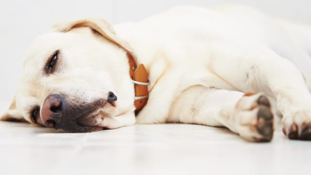 Wenn Sie bemerken, dass Ihr Hund erbricht, sollten Sie sein Verhalten sehr genau beobachten.