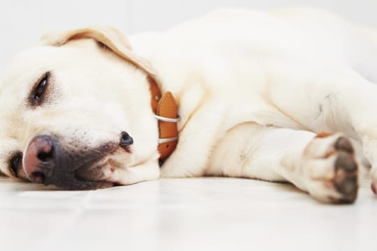 Wenn Sie bemerken, dass Ihr Hund erbricht, sollten Sie sein Verhalten sehr genau beobachten.