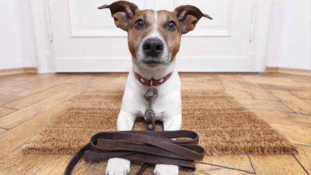 Wie viel Hundesteuer sie bezahlen müssen, hängt vor allem von der Rasse des Vierbeiners ab.