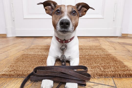 Wie viel Hundesteuer sie bezahlen müssen, hängt vor allem von der Rasse des Vierbeiners ab.