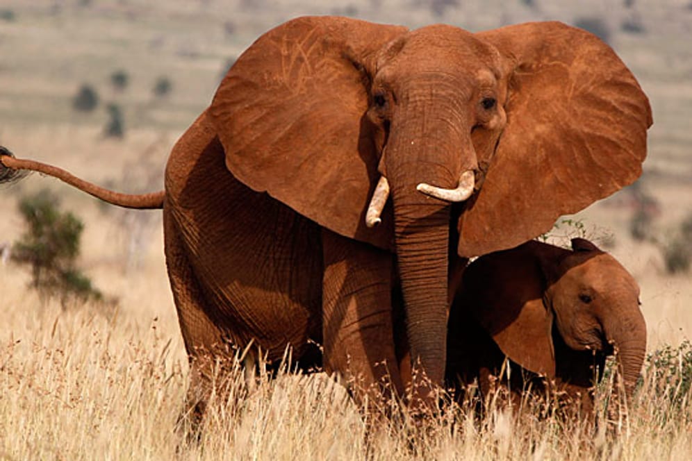 Wegen der immensen Nachfrage nach Elfenbein sterben in Afrika tausende Elefanten durch illegale Wilderei.