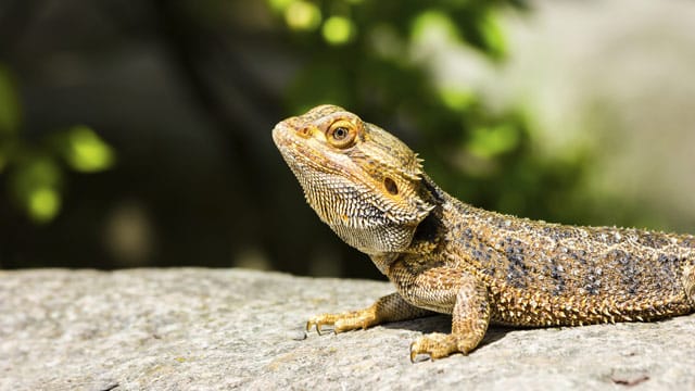 Besonders häufig werden Salmonellen von Reptilien auf den Menschen übertragen