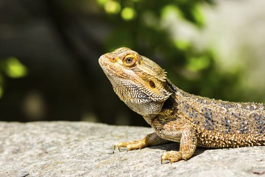 Besonders häufig werden Salmonellen von Reptilien auf den Menschen übertragen