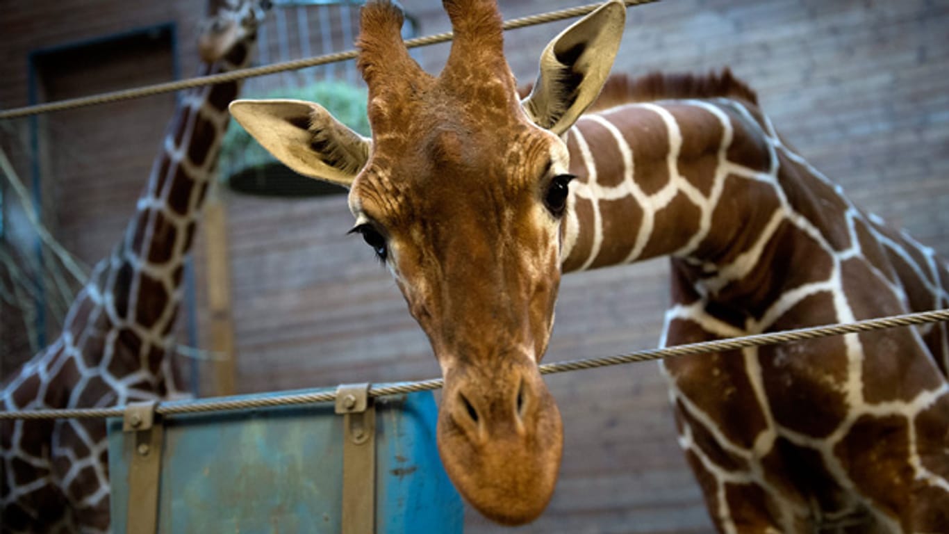 Giraffe Marius aus Kopenhagen: Öffentlich geschlachtet und verfüttert