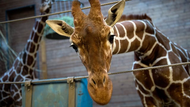 Giraffe Marius aus Kopenhagen: Öffentlich geschlachtet und verfüttert